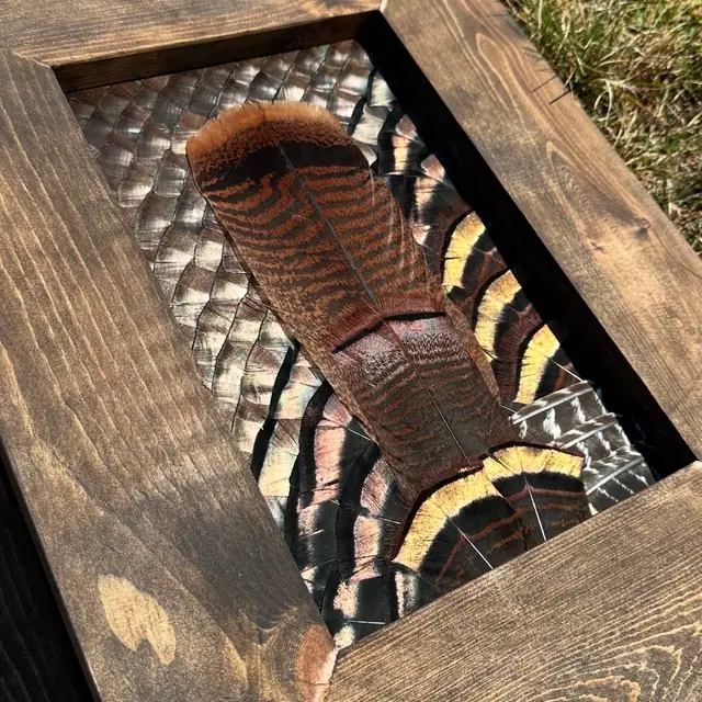 Custom feather art build by All Feathers Taxidermy, a one-of-a-kind framed feather composition