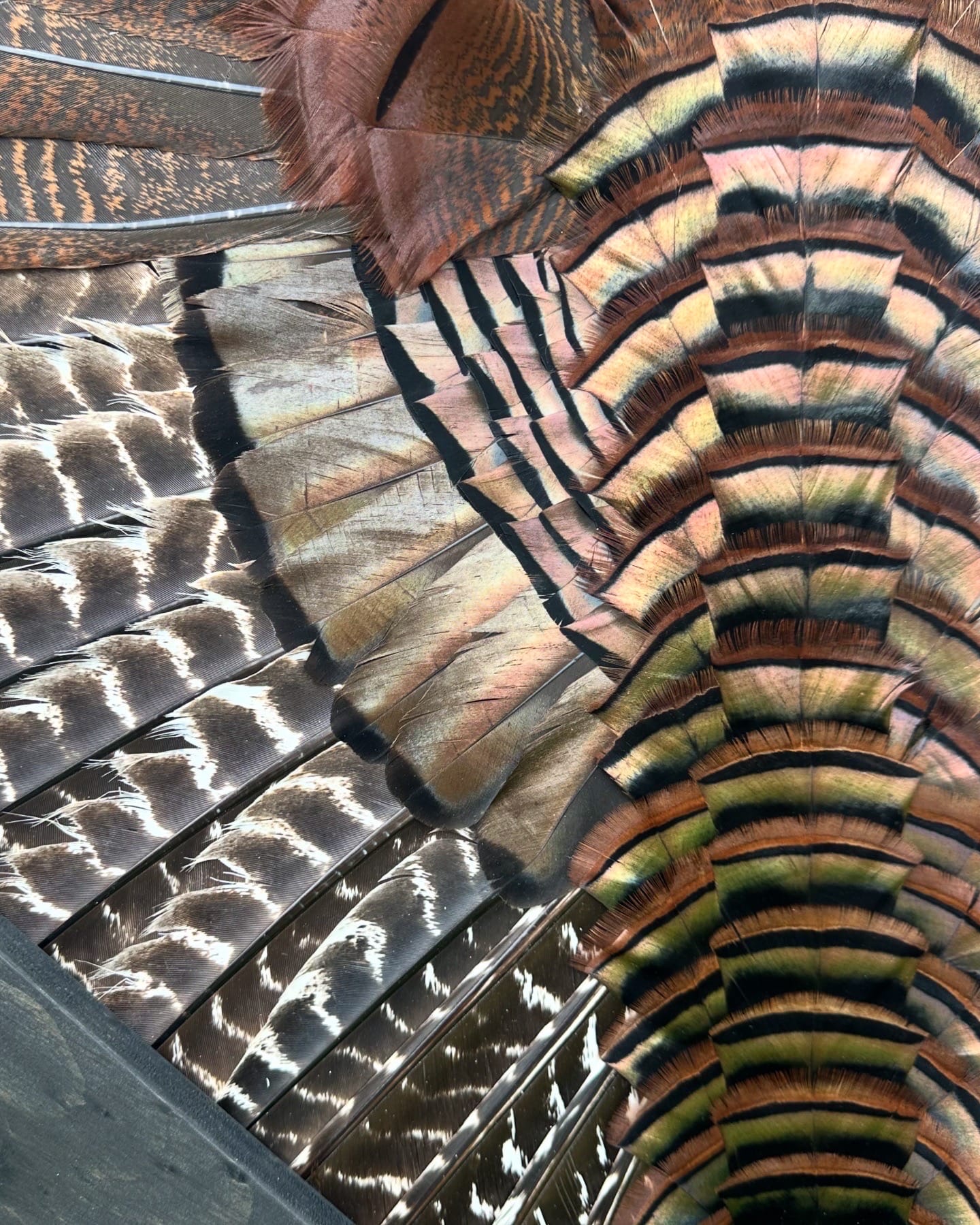 Diamond Turkey feather art piece — #12