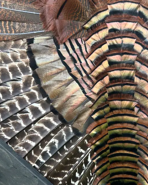 Diamond turkey feather art mount: wild turkey tail fan and wings framed in a handmade diamond frame by All Feathers Taxidermy
