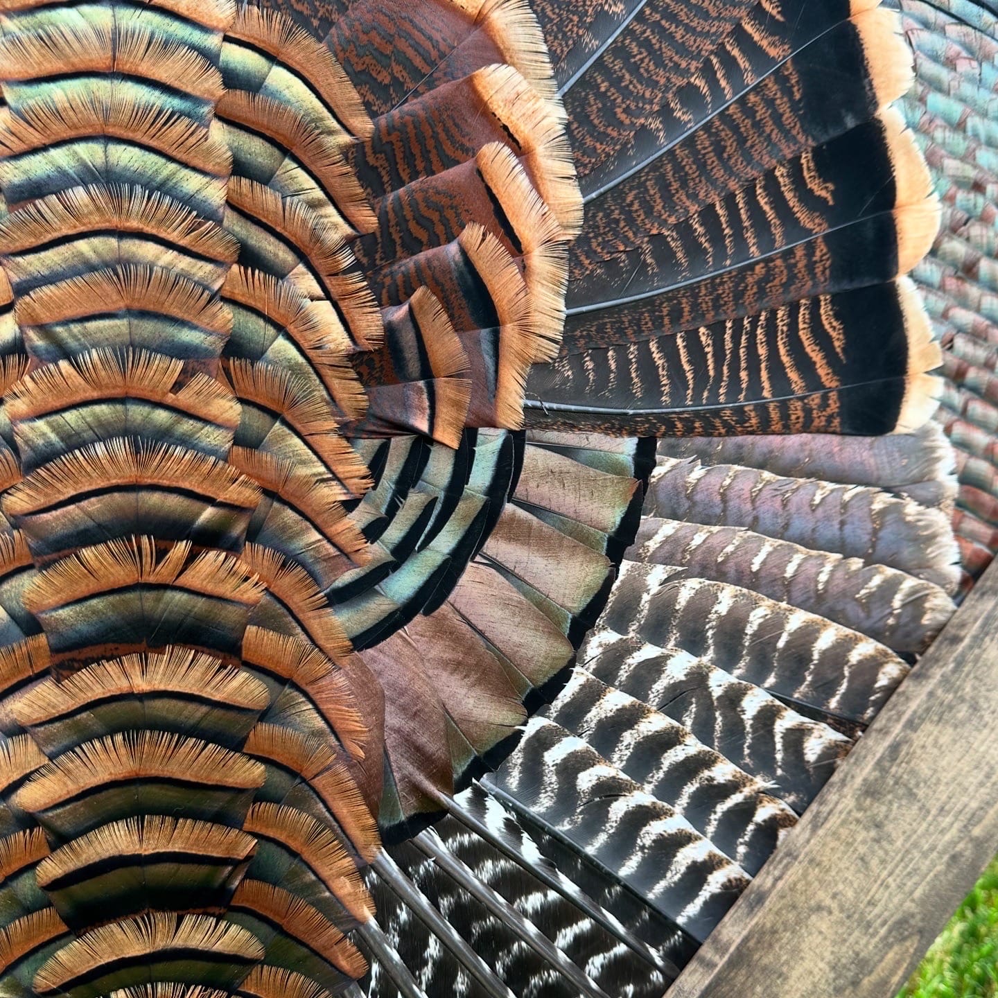 Diamond Turkey feather art piece — #15