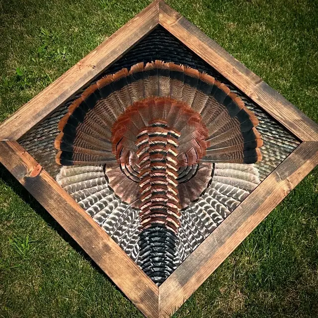Diamond turkey feather art mount: wild turkey tail fan and wings framed in a handmade diamond frame by All Feathers Taxidermy