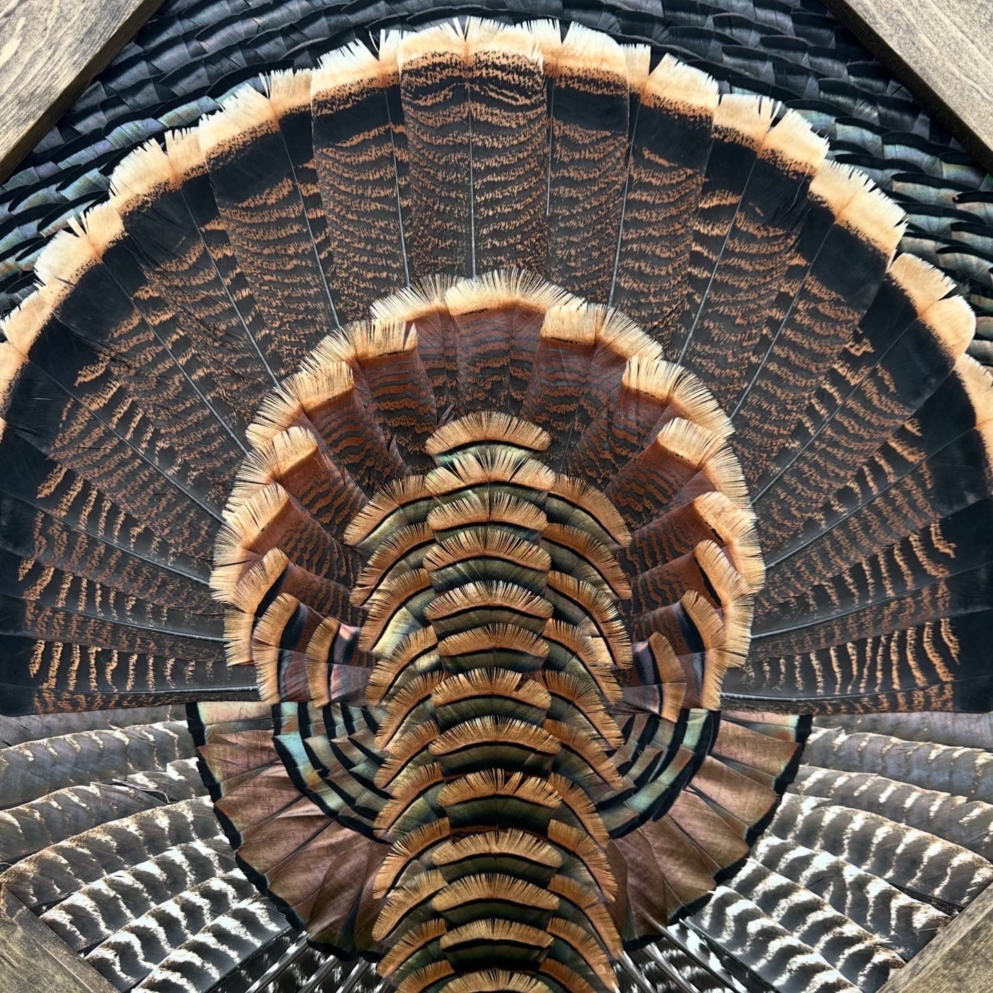 Diamond Turkey feather art piece — #17