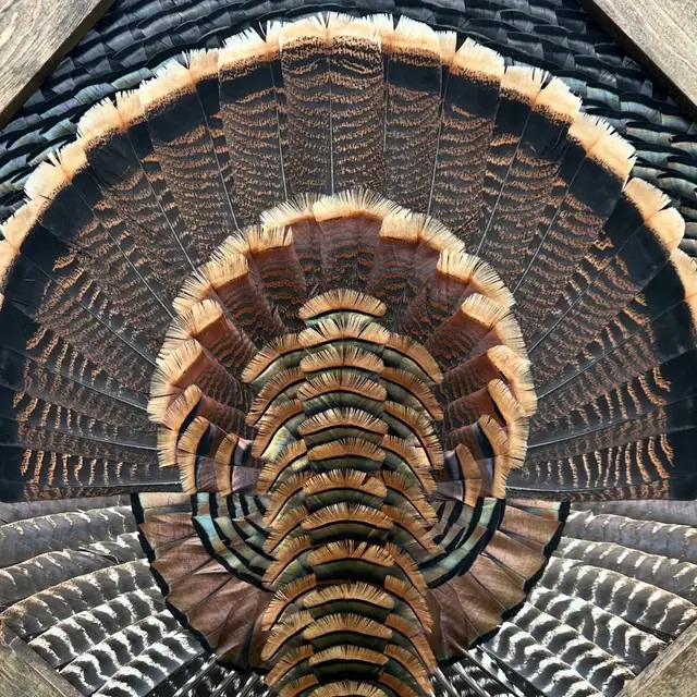 Diamond turkey feather art mount: wild turkey tail fan and wings framed in a handmade diamond frame by All Feathers Taxidermy