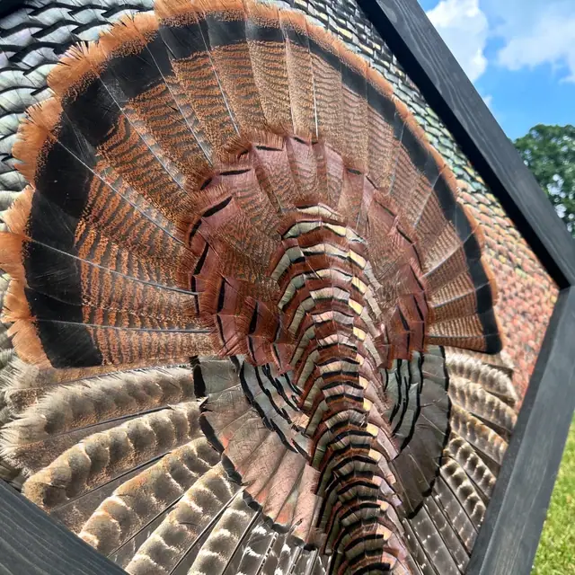 Diamond turkey feather art mount: wild turkey tail fan and wings framed in a handmade diamond frame by All Feathers Taxidermy