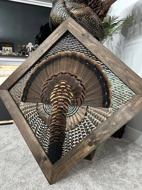 Diamond turkey feather art mount: wild turkey tail fan and wings framed in a handmade diamond frame by All Feathers Taxidermy