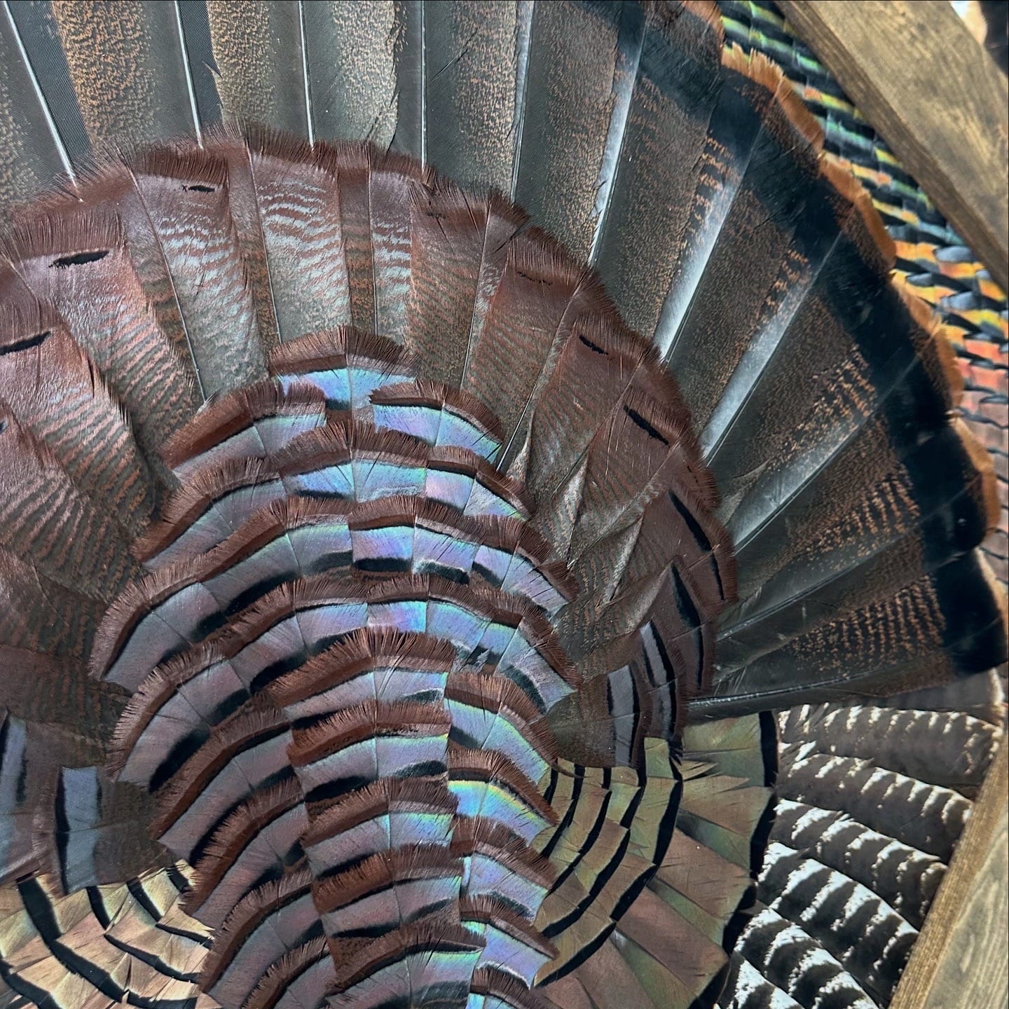 Diamond Turkey feather art piece — #26
