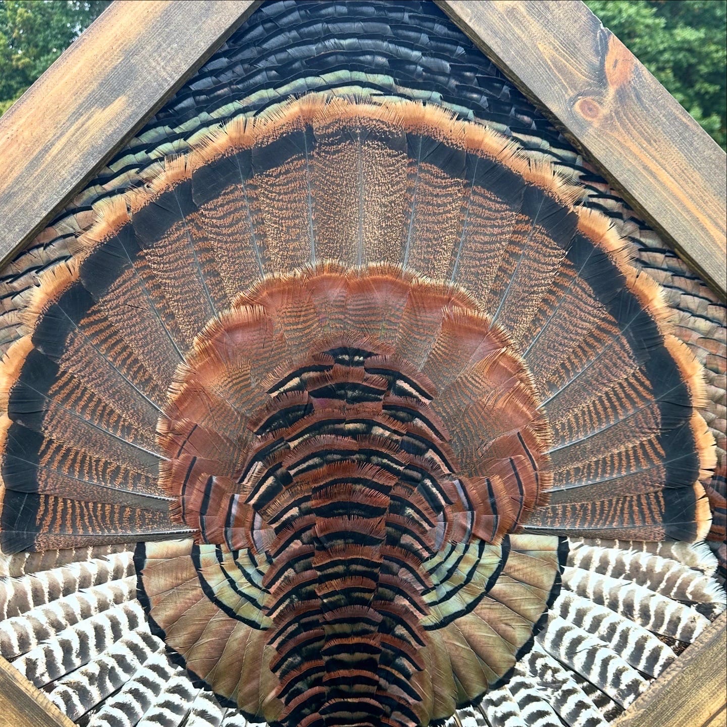 Diamond Turkey feather art piece — #31