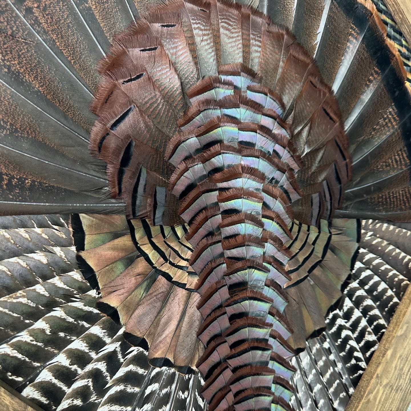Diamond Turkey feather art piece — #32