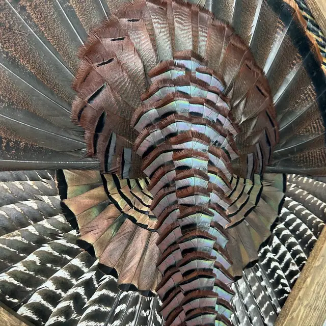 Diamond turkey feather art mount: wild turkey tail fan and wings framed in a handmade diamond frame by All Feathers Taxidermy