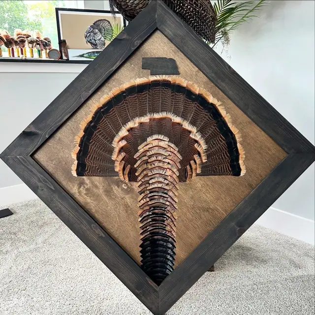 Diamond turkey feather art mount: wild turkey tail fan and wings framed in a handmade diamond frame by All Feathers Taxidermy