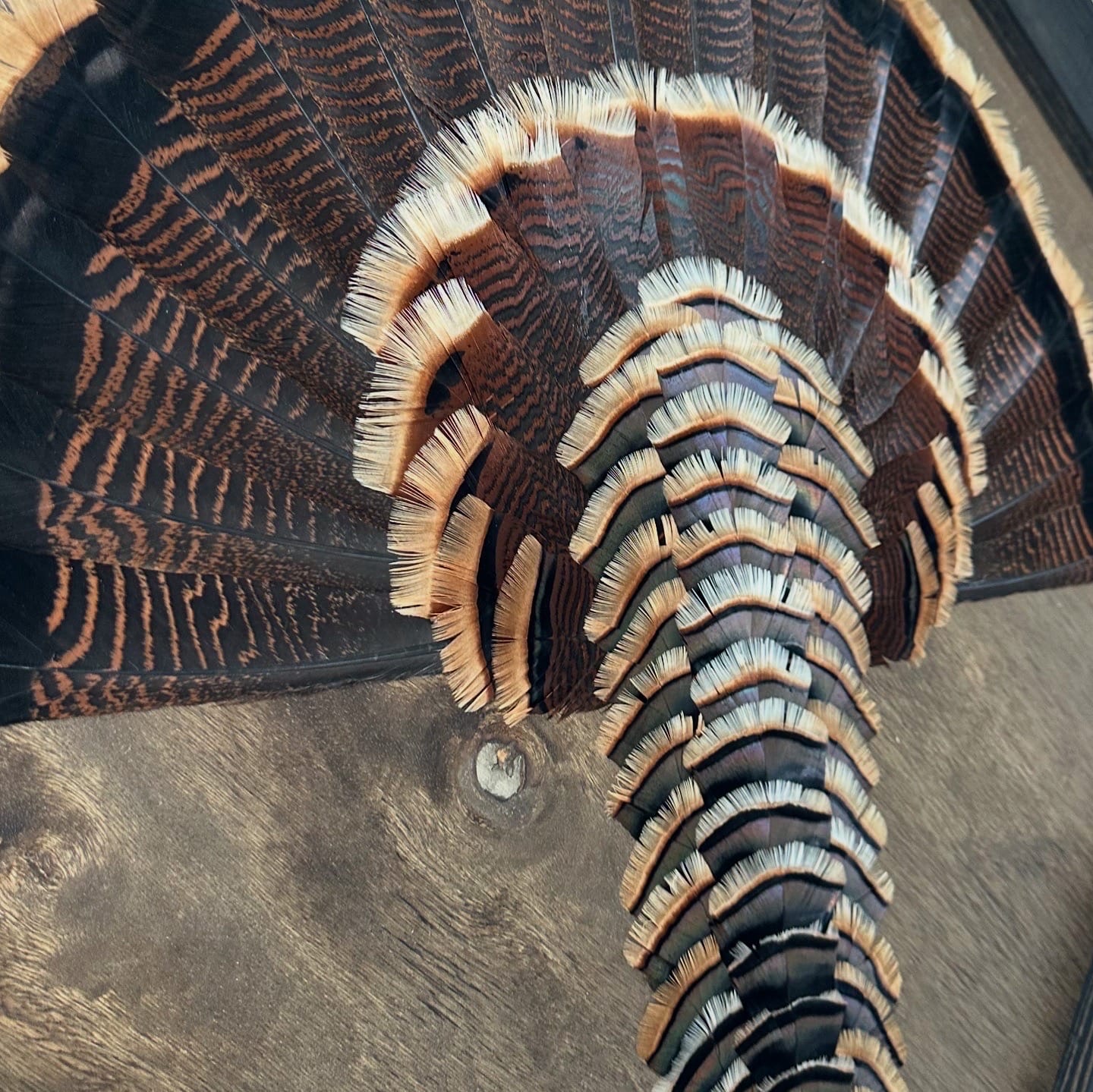 Diamond Turkey feather art piece — #38