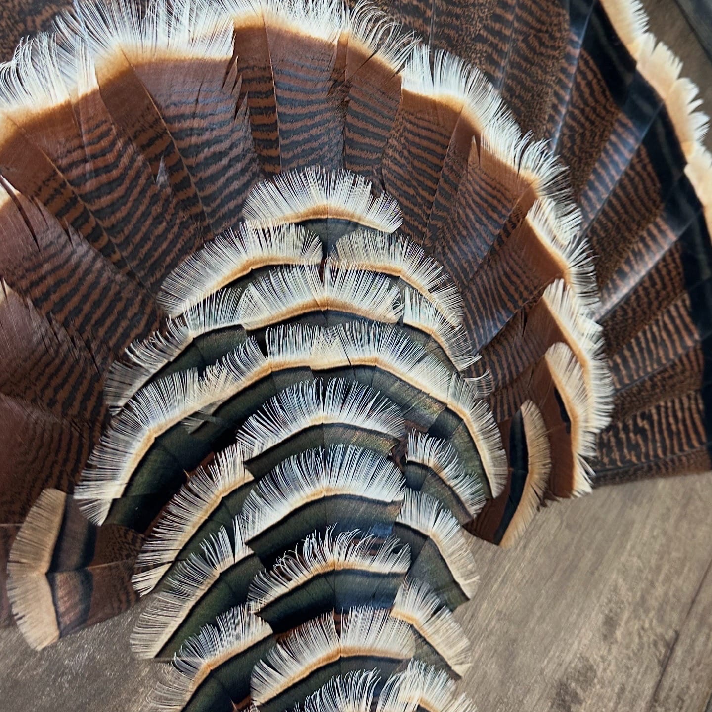 Diamond Turkey feather art piece — #39