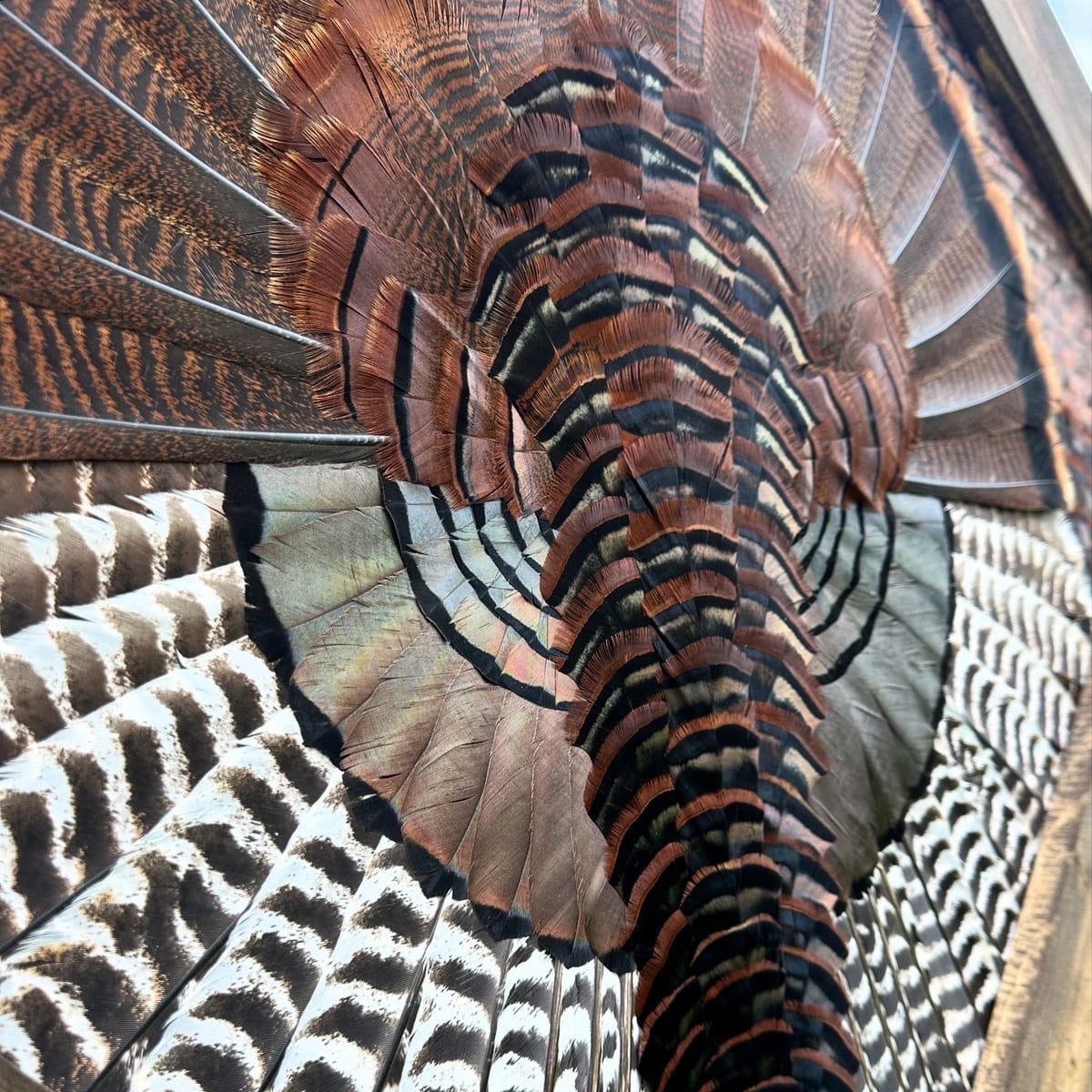 Diamond Turkey feather art piece — #4