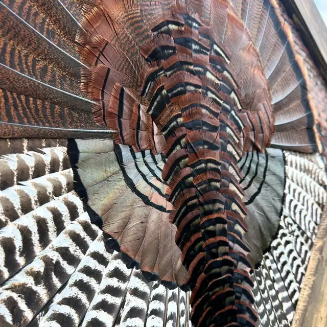Diamond turkey feather art mount: wild turkey tail fan and wings framed in a handmade diamond frame by All Feathers Taxidermy