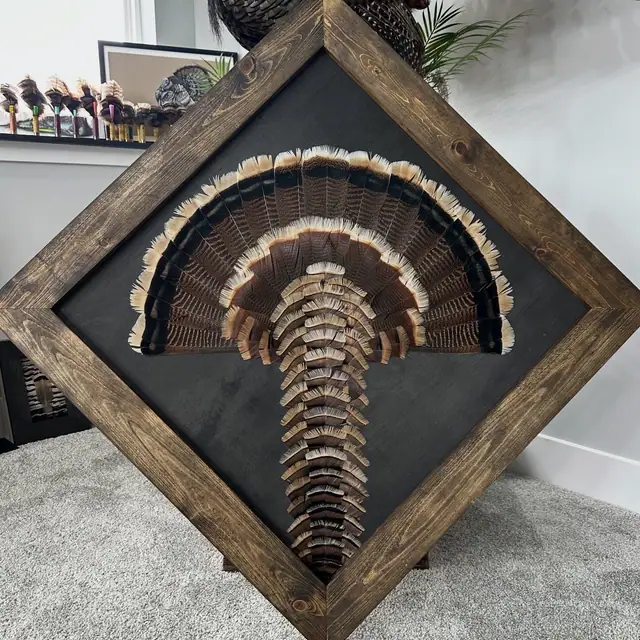 Diamond turkey feather art mount: wild turkey tail fan and wings framed in a handmade diamond frame by All Feathers Taxidermy