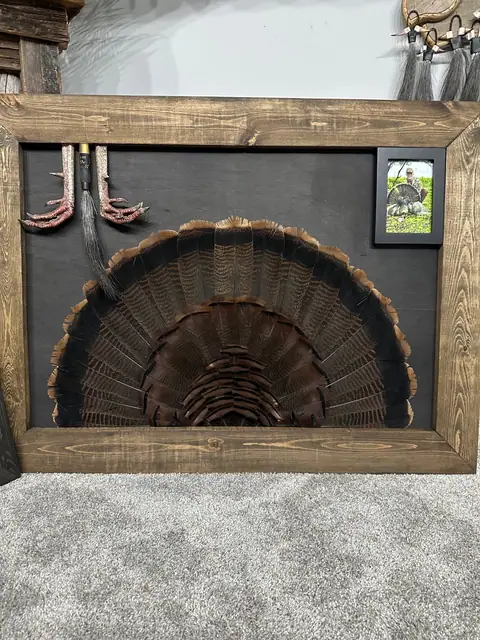 Diamond turkey feather art mount: wild turkey tail fan and wings framed in a handmade diamond frame by All Feathers Taxidermy