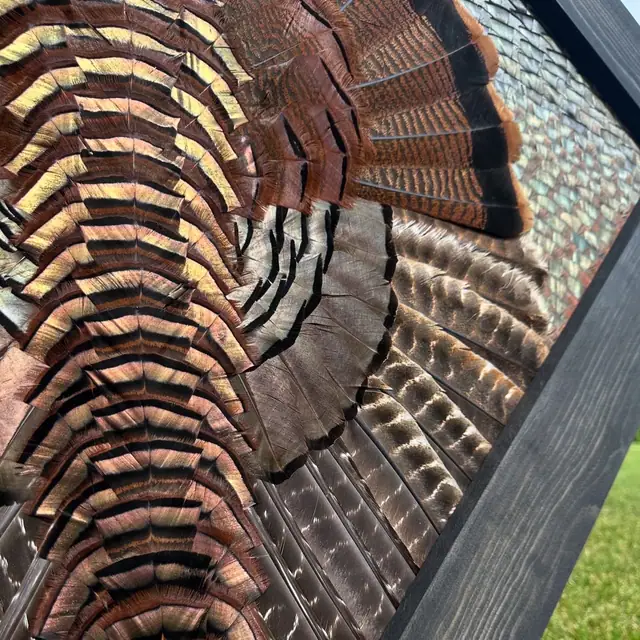 Diamond turkey feather art mount: wild turkey tail fan and wings framed in a handmade diamond frame by All Feathers Taxidermy