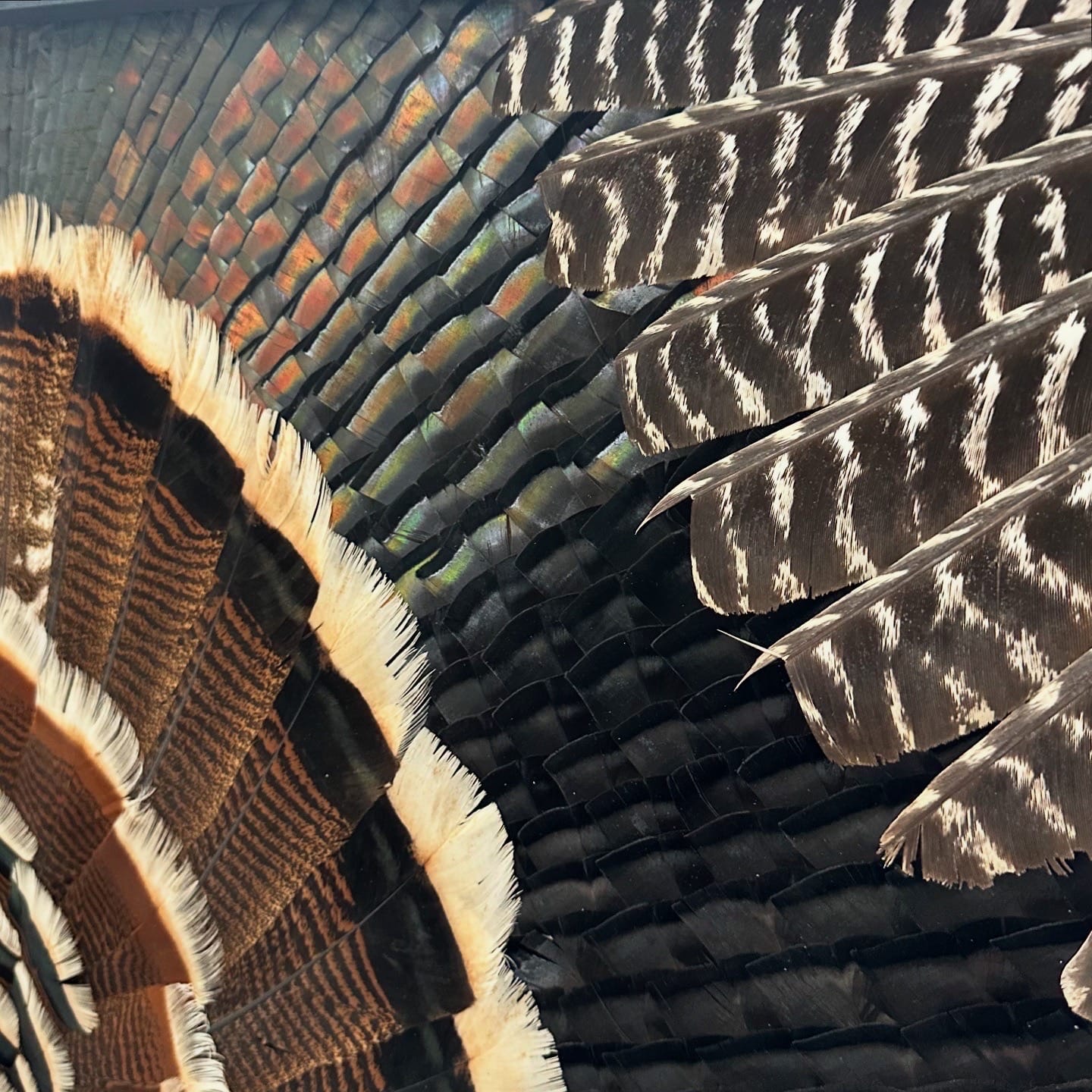Double Wing Turkey feather art piece — #3