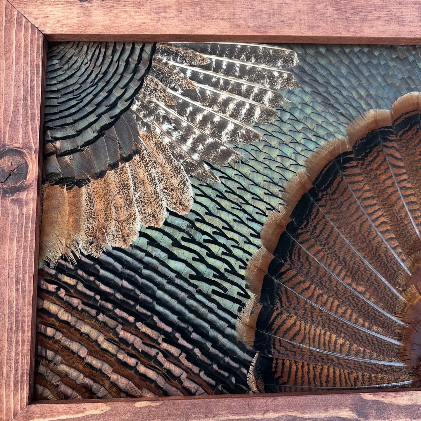 Double Wing Turkey feather art piece — #4