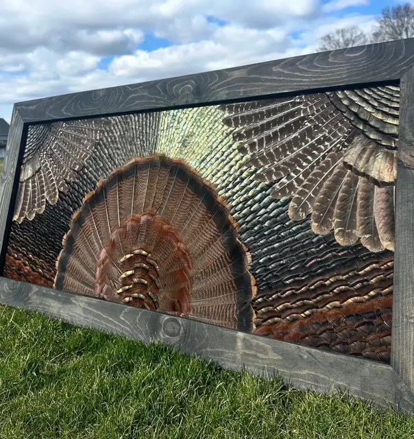 Double wing turkey feather art mount with both wings spread, handcrafted by All Feathers Taxidermy