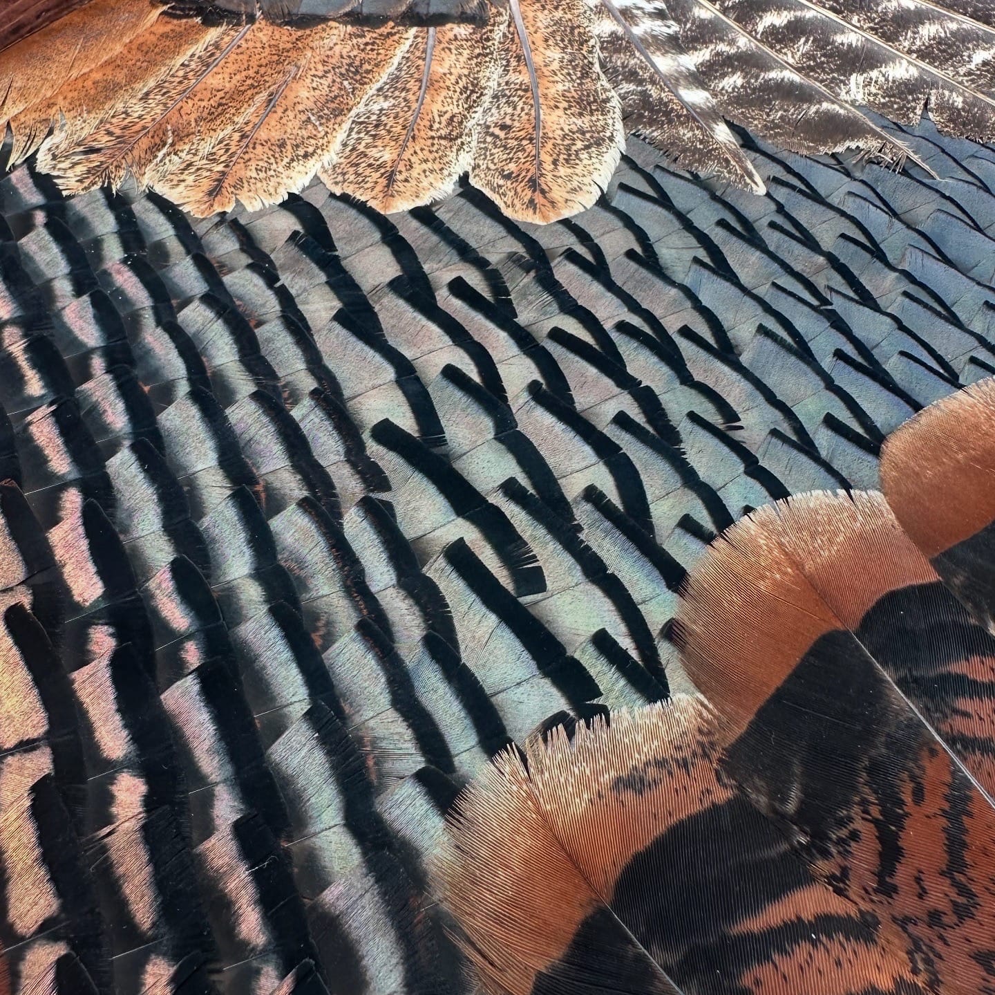 Double Wing Turkey feather art piece — #7