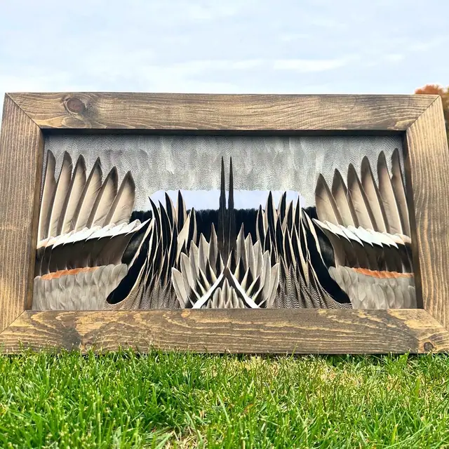 Duck feather art mount, framed waterfowl wing and plumage by All Feathers Taxidermy