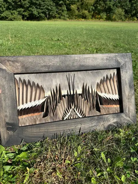 Duck feather art mount, framed waterfowl wing and plumage by All Feathers Taxidermy