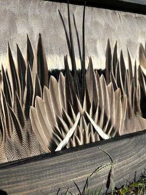 Duck feather art mount, framed waterfowl wing and plumage by All Feathers Taxidermy