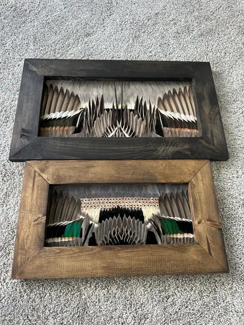Duck feather art mount, framed waterfowl wing and plumage by All Feathers Taxidermy