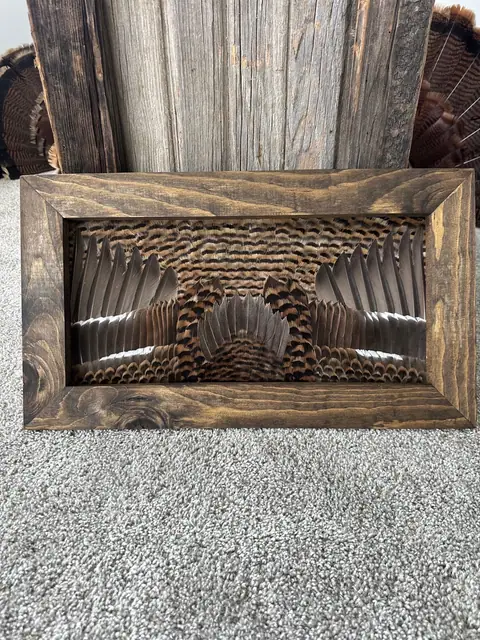 Duck feather art mount, framed waterfowl wing and plumage by All Feathers Taxidermy