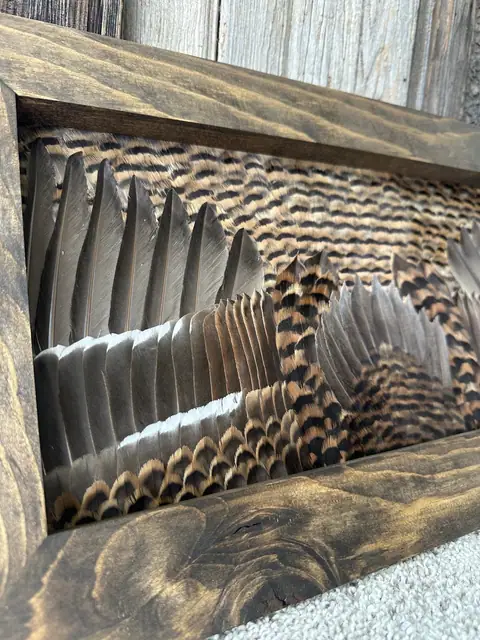 Duck feather art mount, framed waterfowl wing and plumage by All Feathers Taxidermy