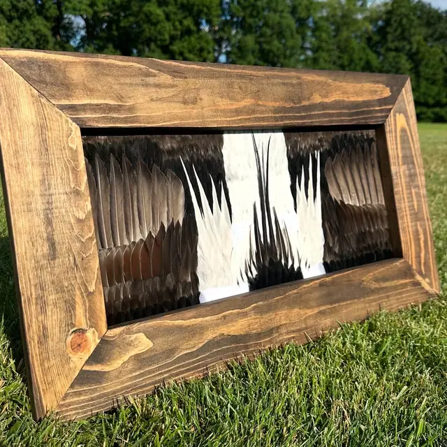 Duck feather art mount, framed waterfowl wing and plumage by All Feathers Taxidermy