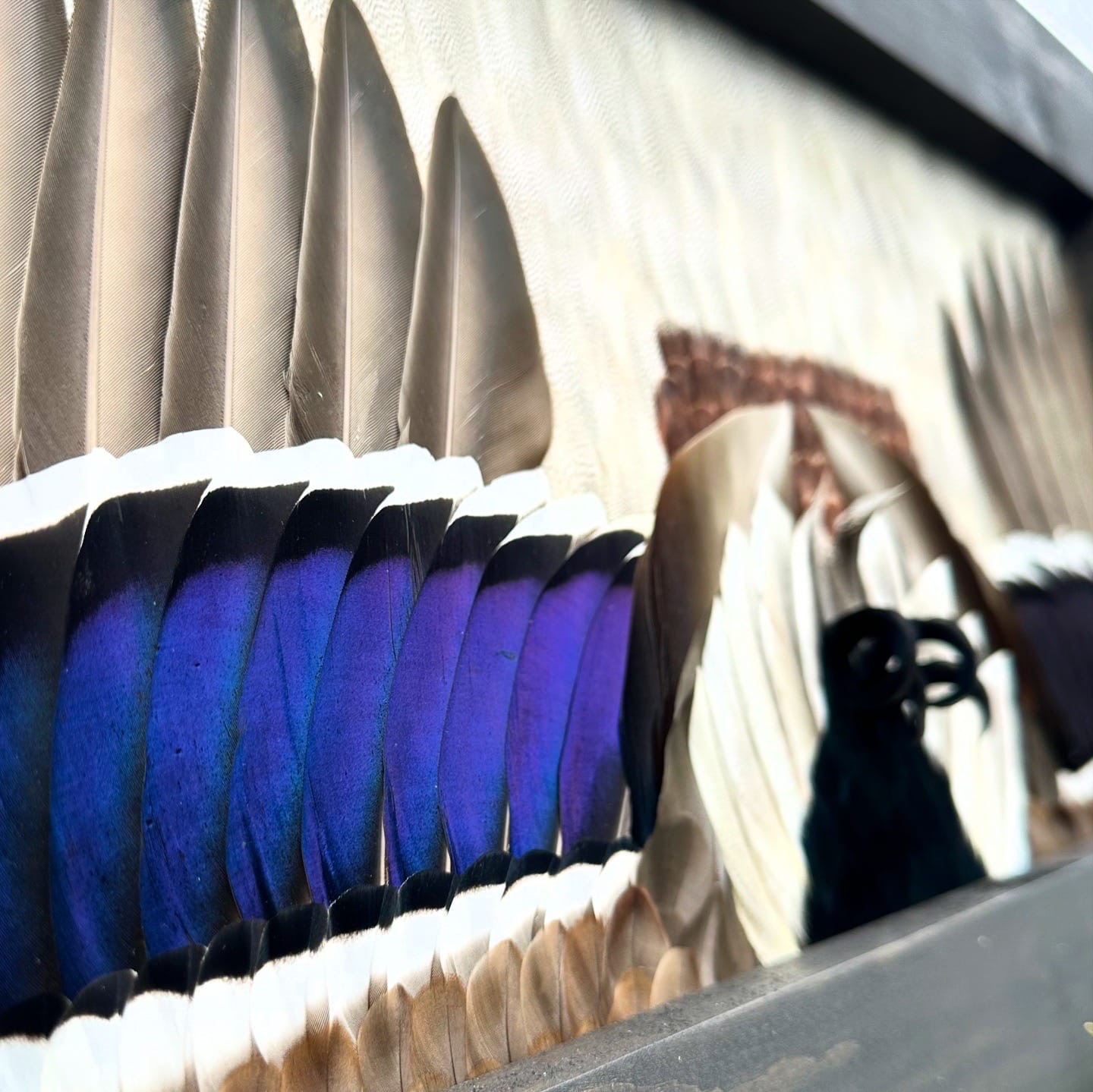 Ducks feather art piece — #9