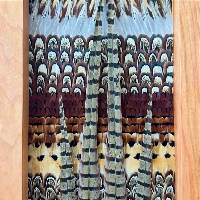 Pheasant feather art mount, framed pheasant plumage by All Feathers Taxidermy