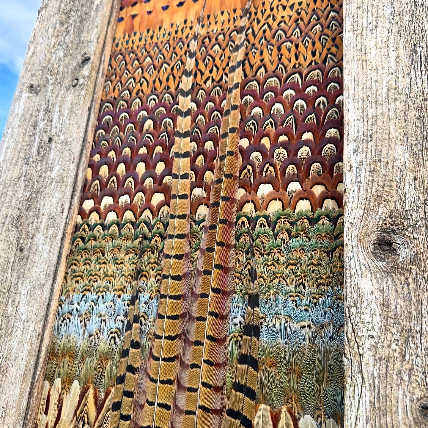 Pheasants feather art piece — #8