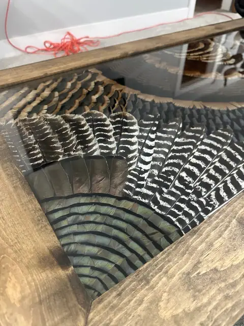 Custom turkey feather art table with feathers displayed under glass, built by All Feathers Taxidermy