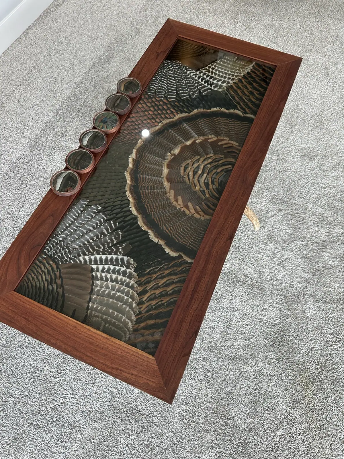 Walnut turkey feather art table with the full fan, wings and beard buttons under glass