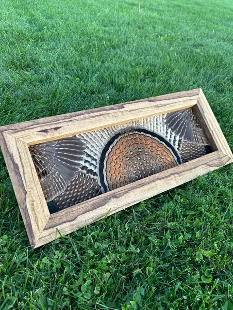 Ruffed grouse feather art: grouse tail fan and wings framed in a handmade wood frame by All Feathers Taxidermy