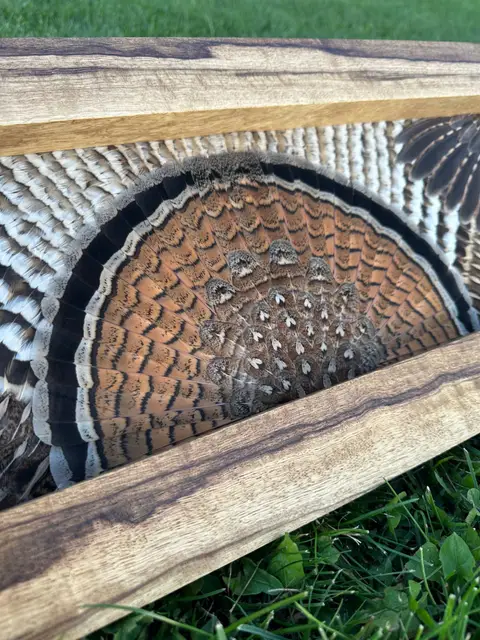 Ruffed grouse feather art: grouse tail fan and wings framed in a handmade wood frame by All Feathers Taxidermy