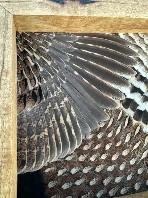 Ruffed grouse feather art: grouse tail fan and wings framed in a handmade wood frame by All Feathers Taxidermy