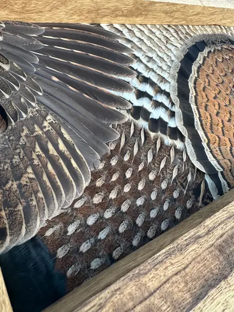 Ruffed grouse feather art: grouse tail fan and wings framed in a handmade wood frame by All Feathers Taxidermy