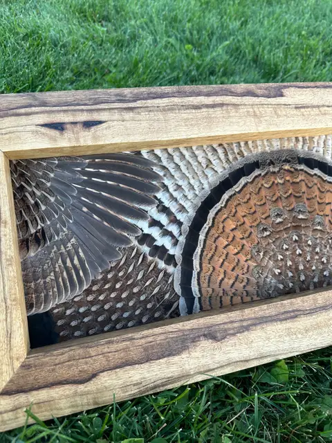 Ruffed grouse feather art: grouse tail fan and wings framed in a handmade wood frame by All Feathers Taxidermy
