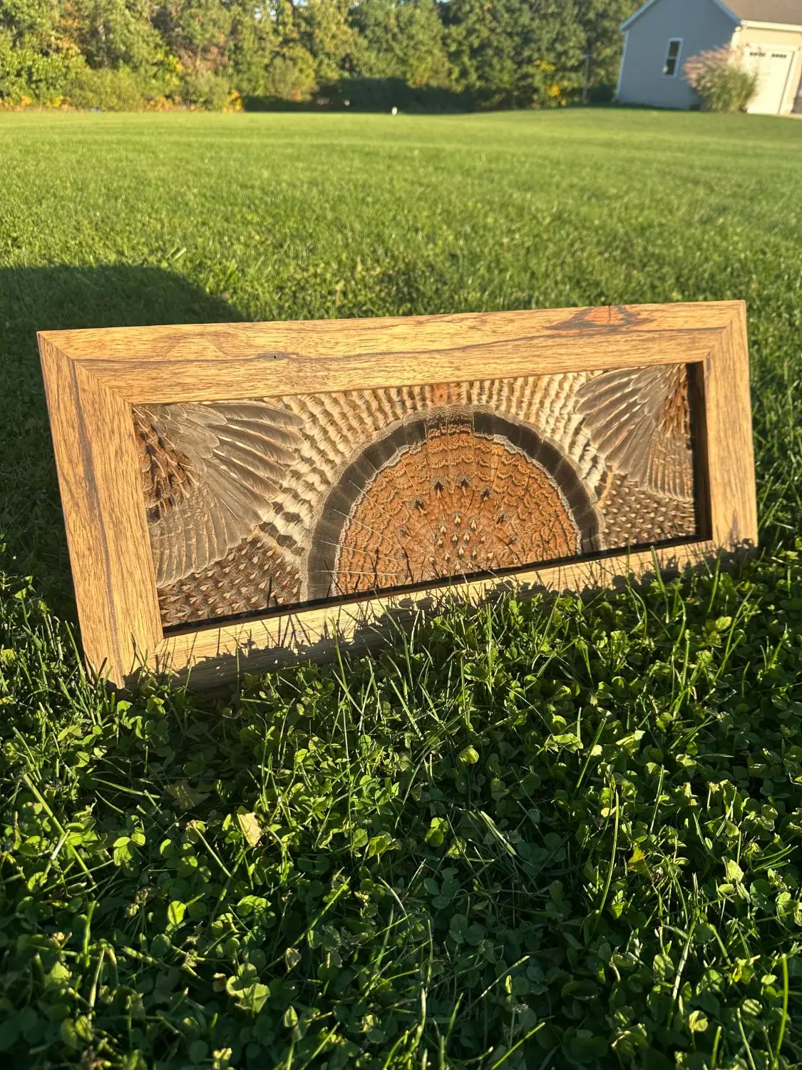 Ruffed grouse feather art in a natural wood frame
