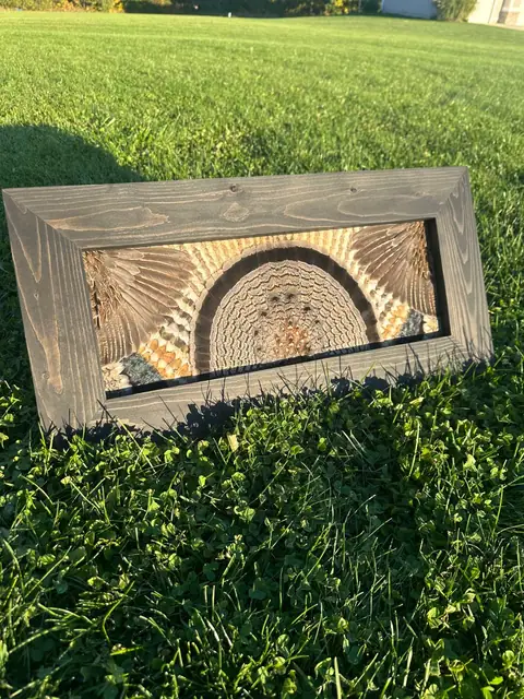 Ruffed grouse feather art with the tail fan and both wings in a dark gray stained wood frame, by All Feathers Taxidermy