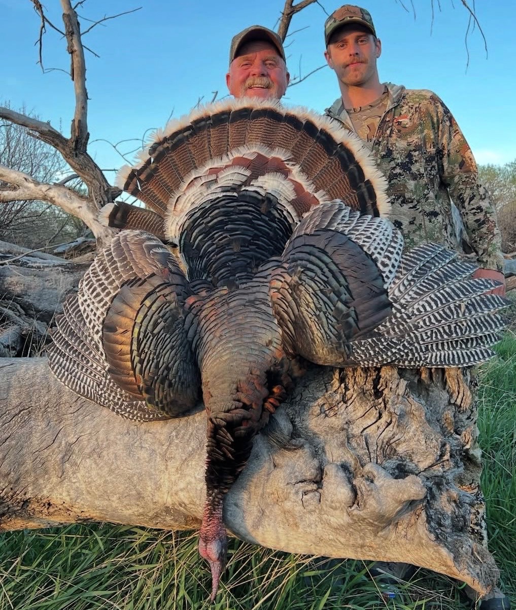 Merriam's turkey