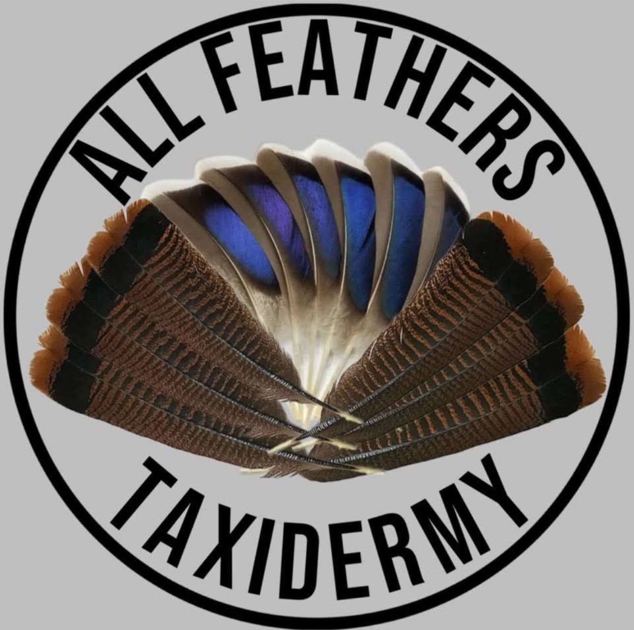 All Feathers Taxidermy