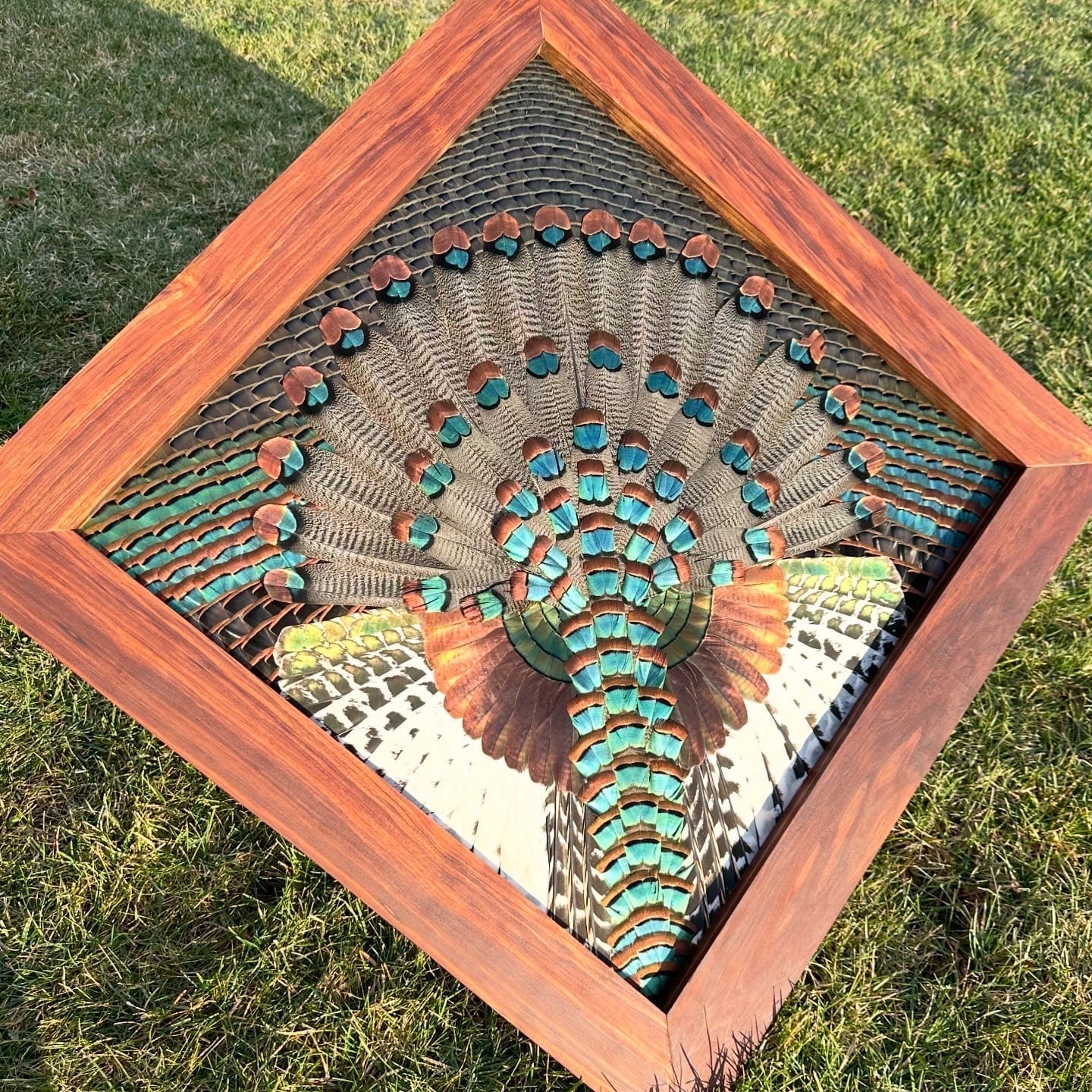 Ocellated Turkeys