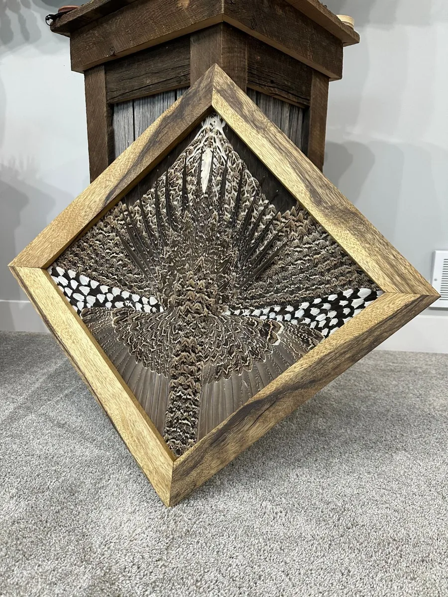 Sage grouse feather art: fan, wings and body feathers arranged in a diamond in a spalted wood frame