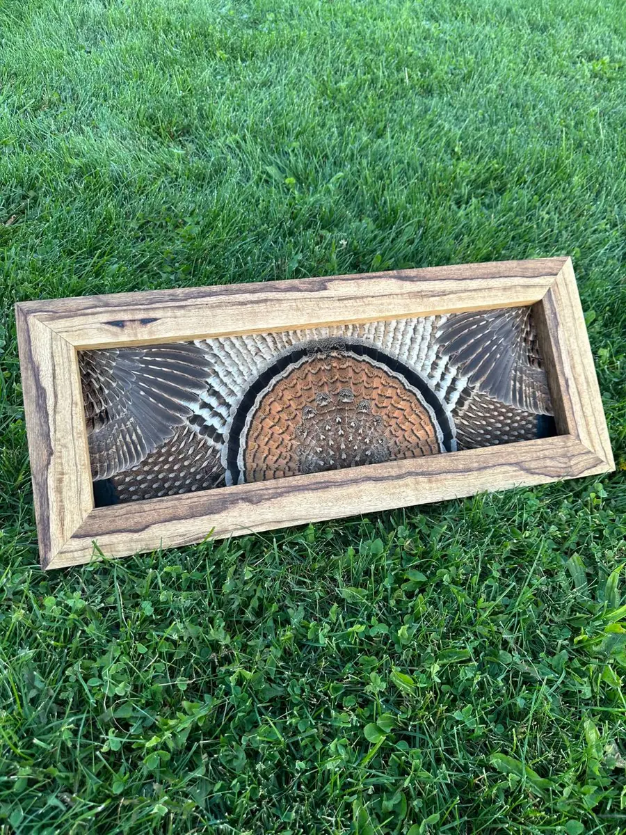 Ruffed grouse double wing feather art: fan in the center with both wings spread, in a spalted wood frame