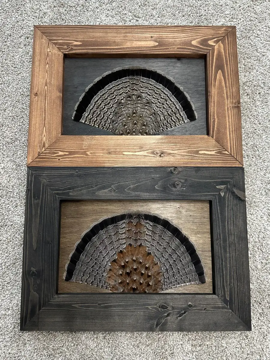 Two ruffed grouse fans on stained wood backgrounds in wood frames